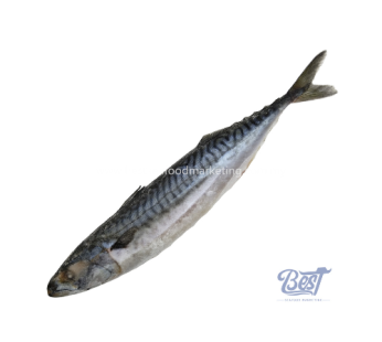 Mackerel Saba / 鲭鱼 1kg