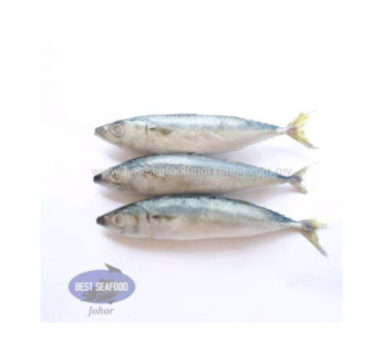 Sardine / 沙丁鱼 1kg