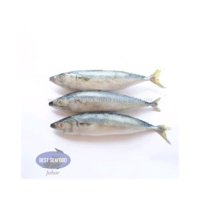 Sardine / 沙丁鱼 1kg