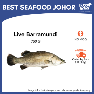 Barramundi (Siakap) / 金目鲈