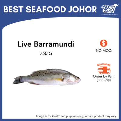 Barramundi (Siakap) / 金目鲈