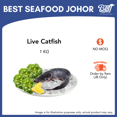 Catfish (Keli) / 泥鳅 1kg±