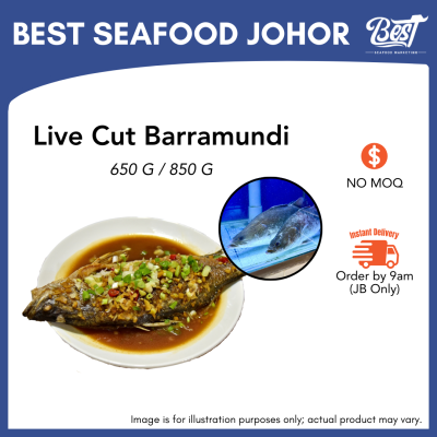 Barramundi (Siakap) / 金目鲈