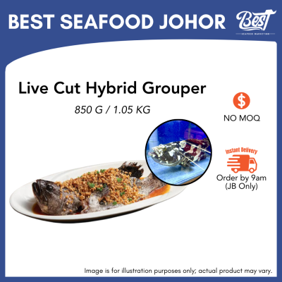 Hybrid Grouper / 龙虎斑