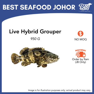 Hybrid Grouper / 龙虎斑