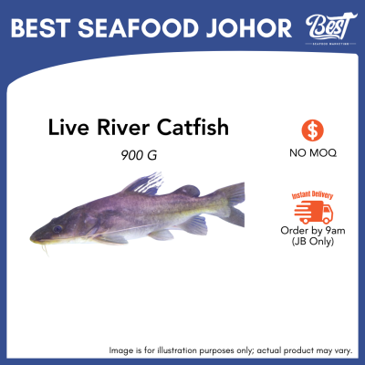 River Catfish / 白苏公 / Baung