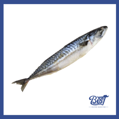 Mackerel Saba / 鲭鱼 1kg