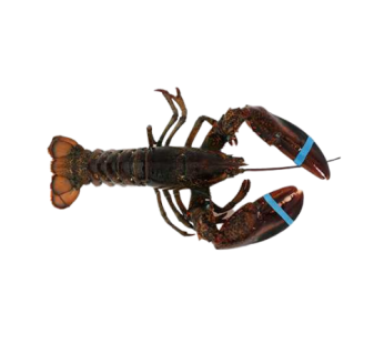 Canadian Lobster