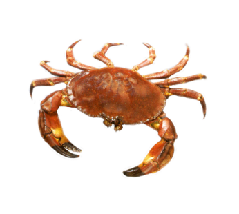 Brown Crab / 面包蟹