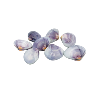 Purple Clam / 天鹅蛋