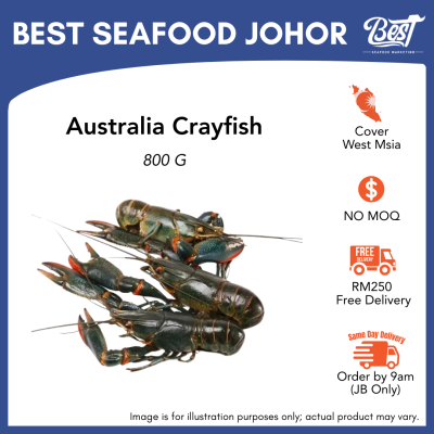 Australia Crayfish / 淡水小龙虾 (Size 13/15 & 21/25) 800g