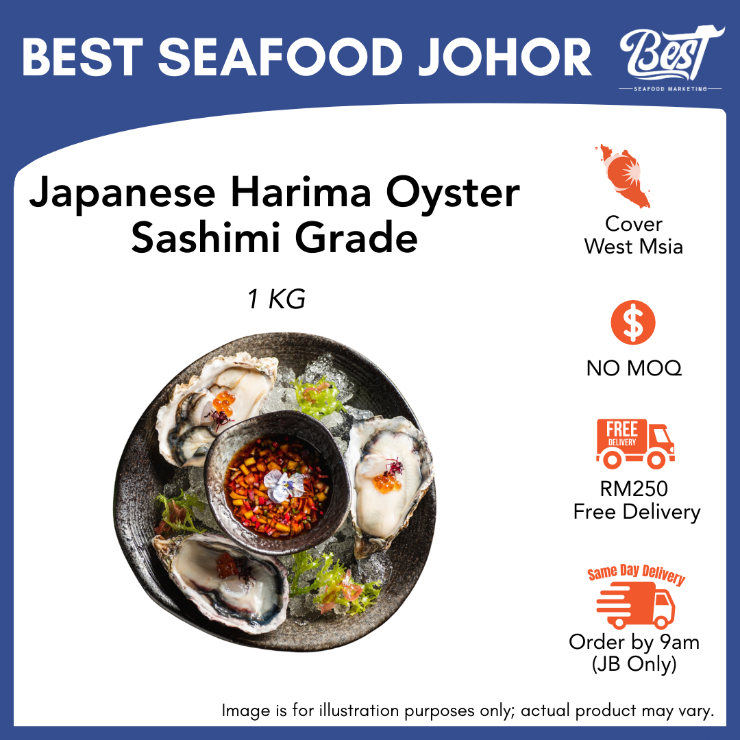 Japanese Harima Oyster Sashimi Grade