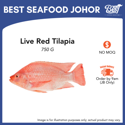 Red Tilapia / 尼罗红 (红非洲)