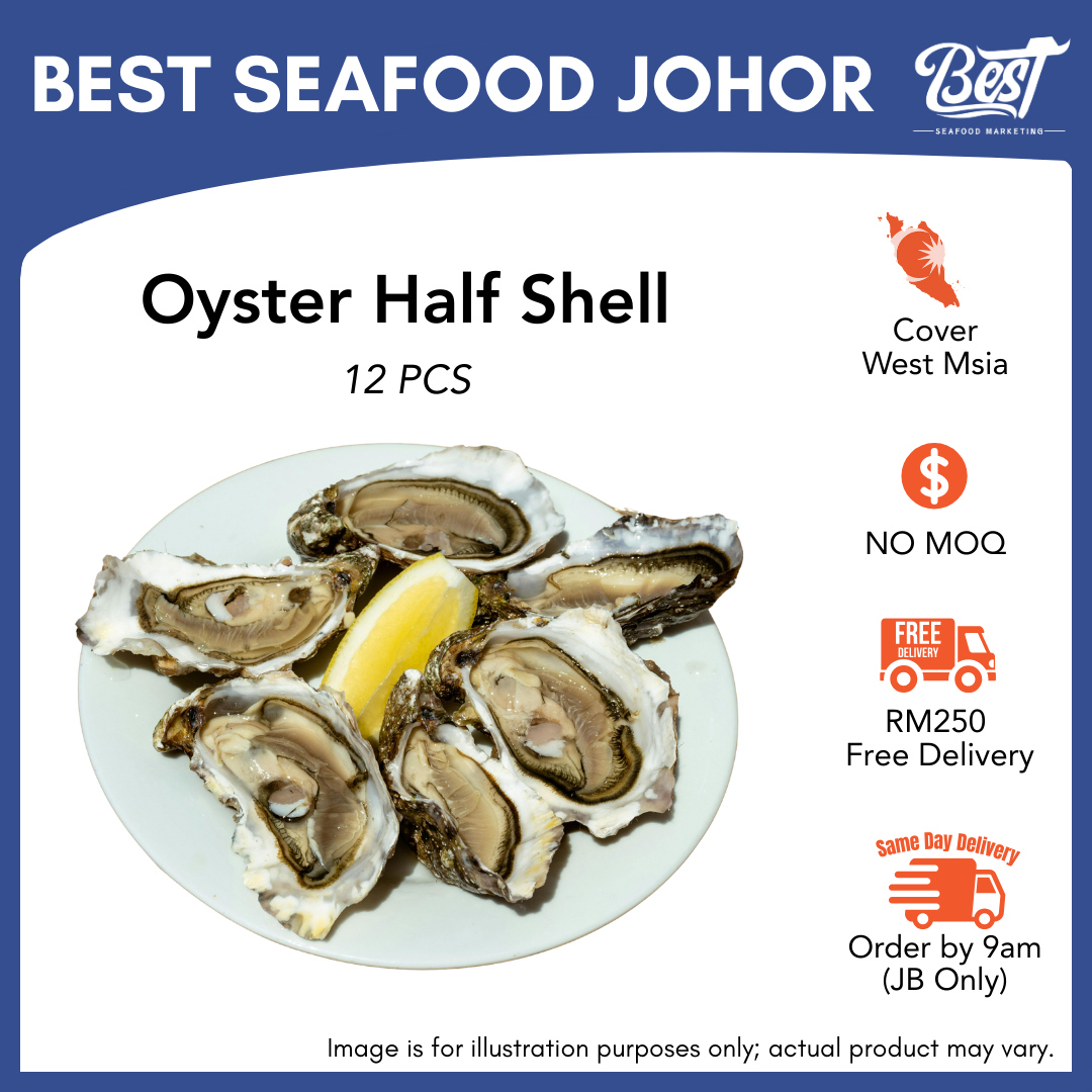 Oyster Half Shell
