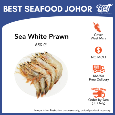 Sea White Prawn / 海明虾 (红脚虾) 650g