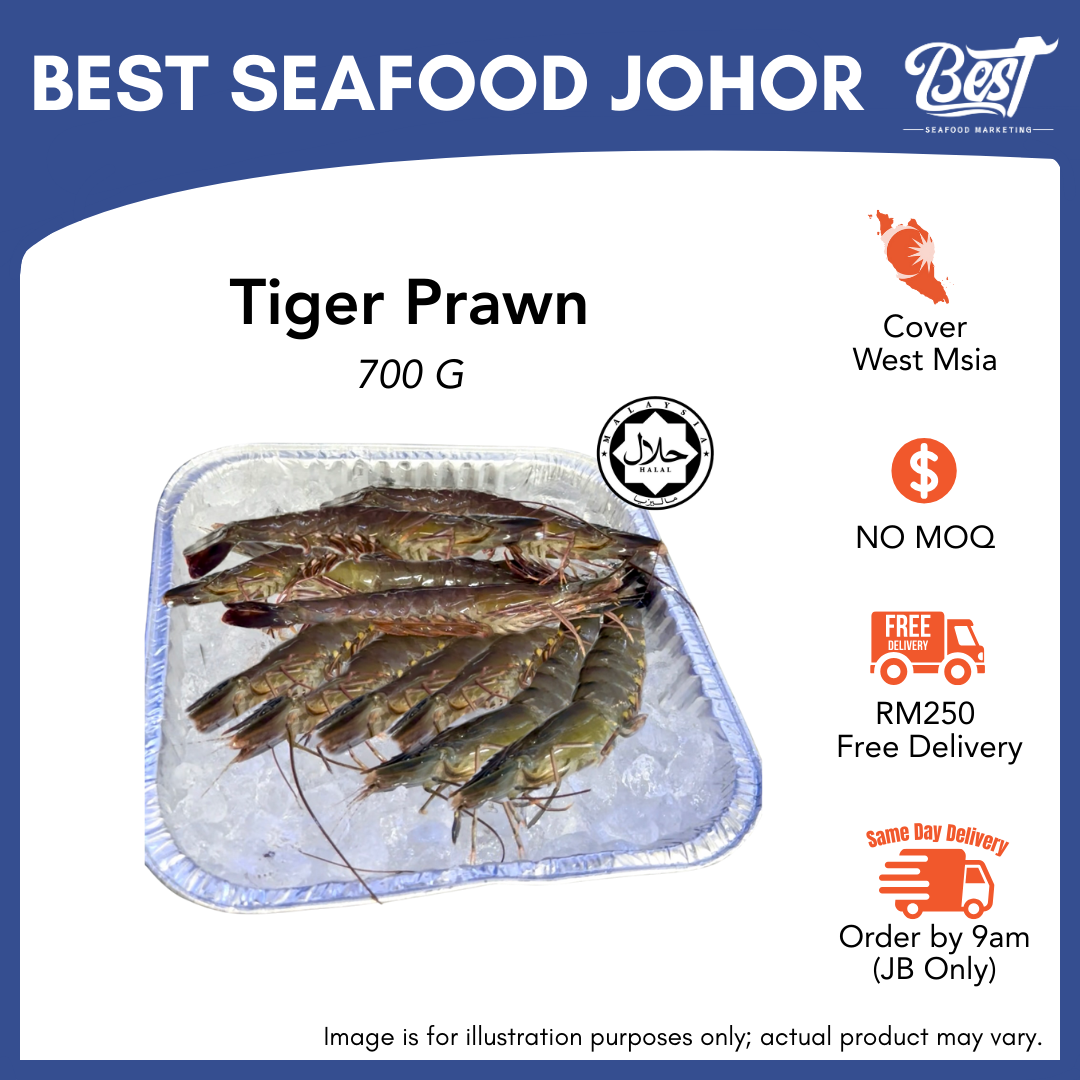 Tiger Prawn