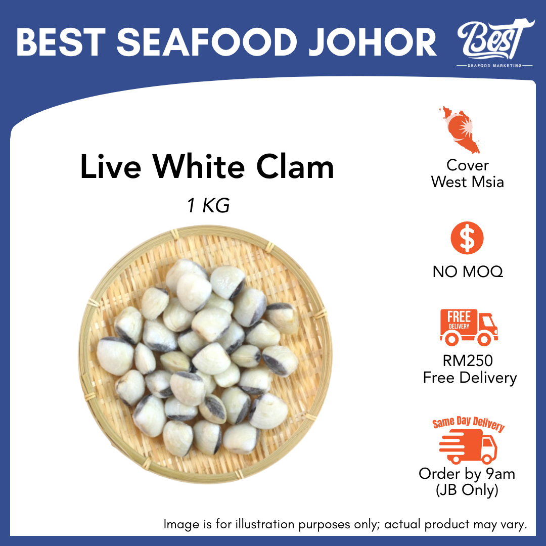 White Clam