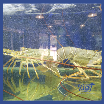 Green Lobster / 青龙虾 1kg