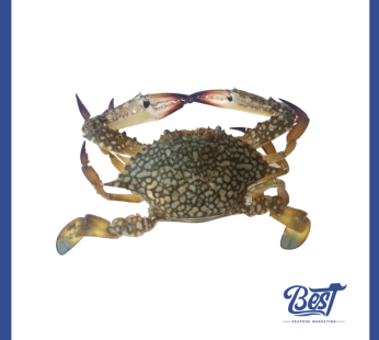 Flower Crab / 花蟹 (Size 100-150) 1kg