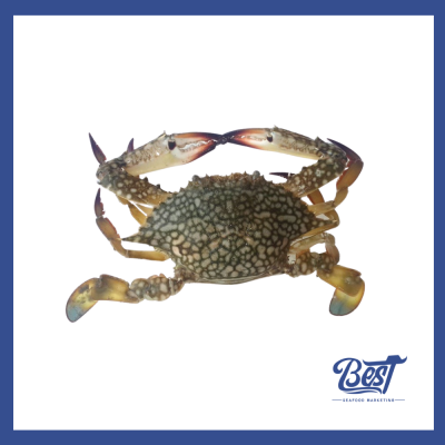 Flower Crab / 花蟹 (Size 100-150) 1kg