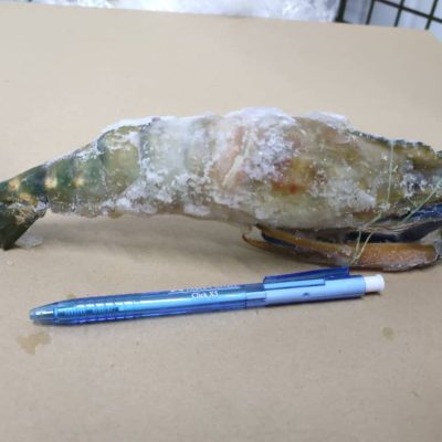 Giant Freshwater Prawn / 淡水大头虾 (Size U5) 1kg
