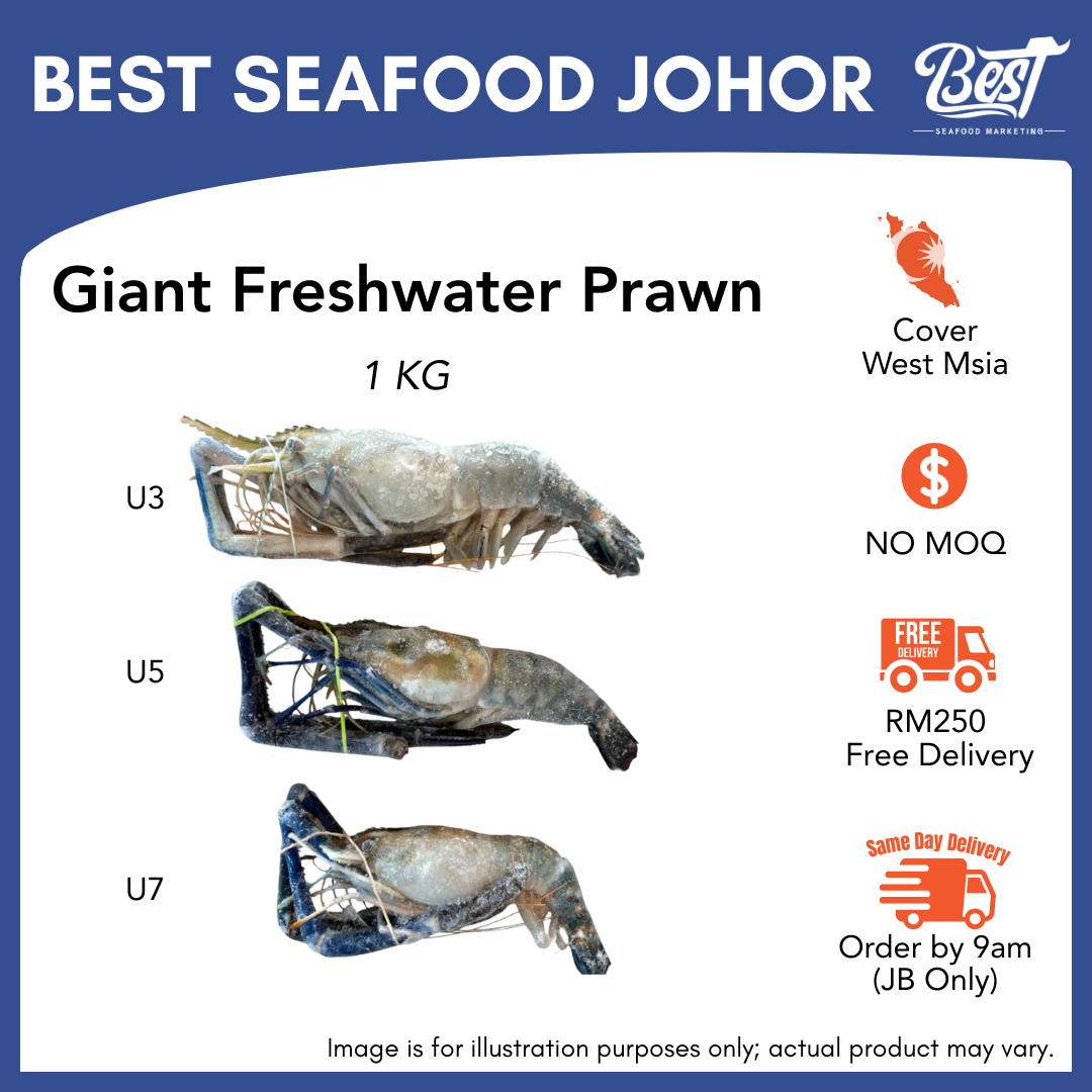 Giant Freshwater Prawn