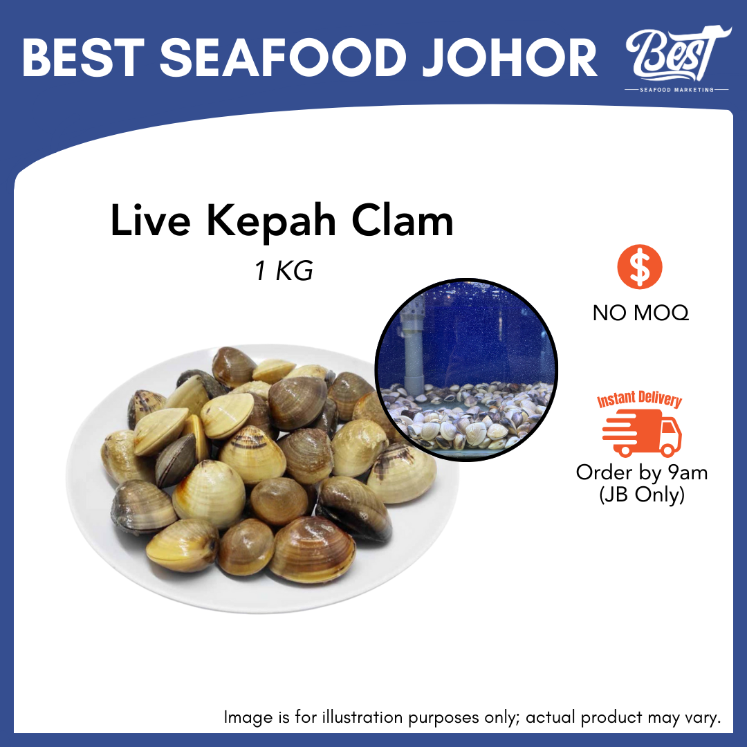 Live Kepah Clam