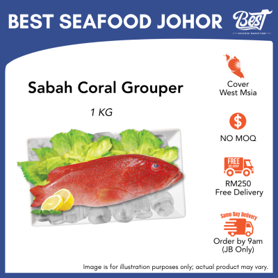 Coral Grouper / 七星斑 / Kerapu Bara 1kg±