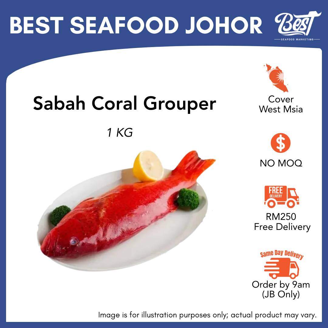 Sabah Coral Grouper