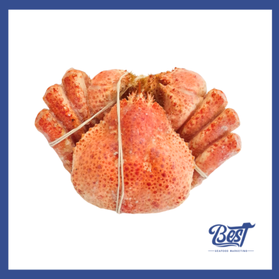 Chilean Snow Crab / 智利雪蟹 500g