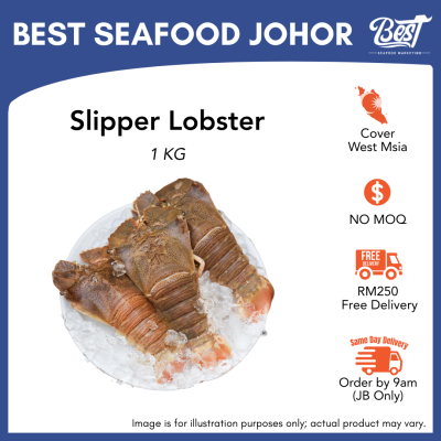 Slipper Lobster / 虾婆 1kg± (Size 100-150g)