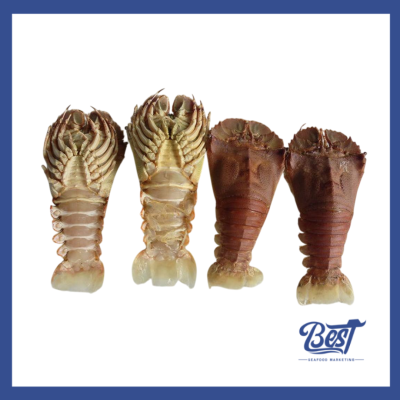 Slipper Lobster / 虾婆 1kg± (Size 100-150g)