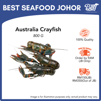 Australia Crayfish / 淡水小龙虾 (Size 13/15) 800g