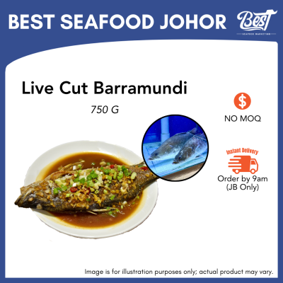 Barramundi (Siakap) / 金目鲈