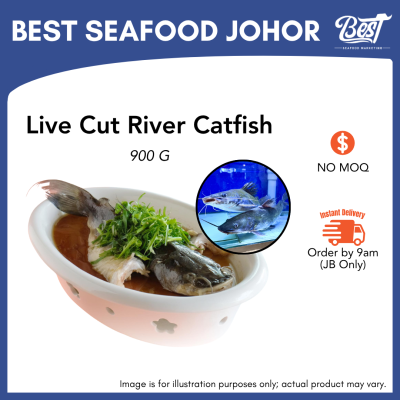 River Catfish / 白苏公 / Baung 900g+-