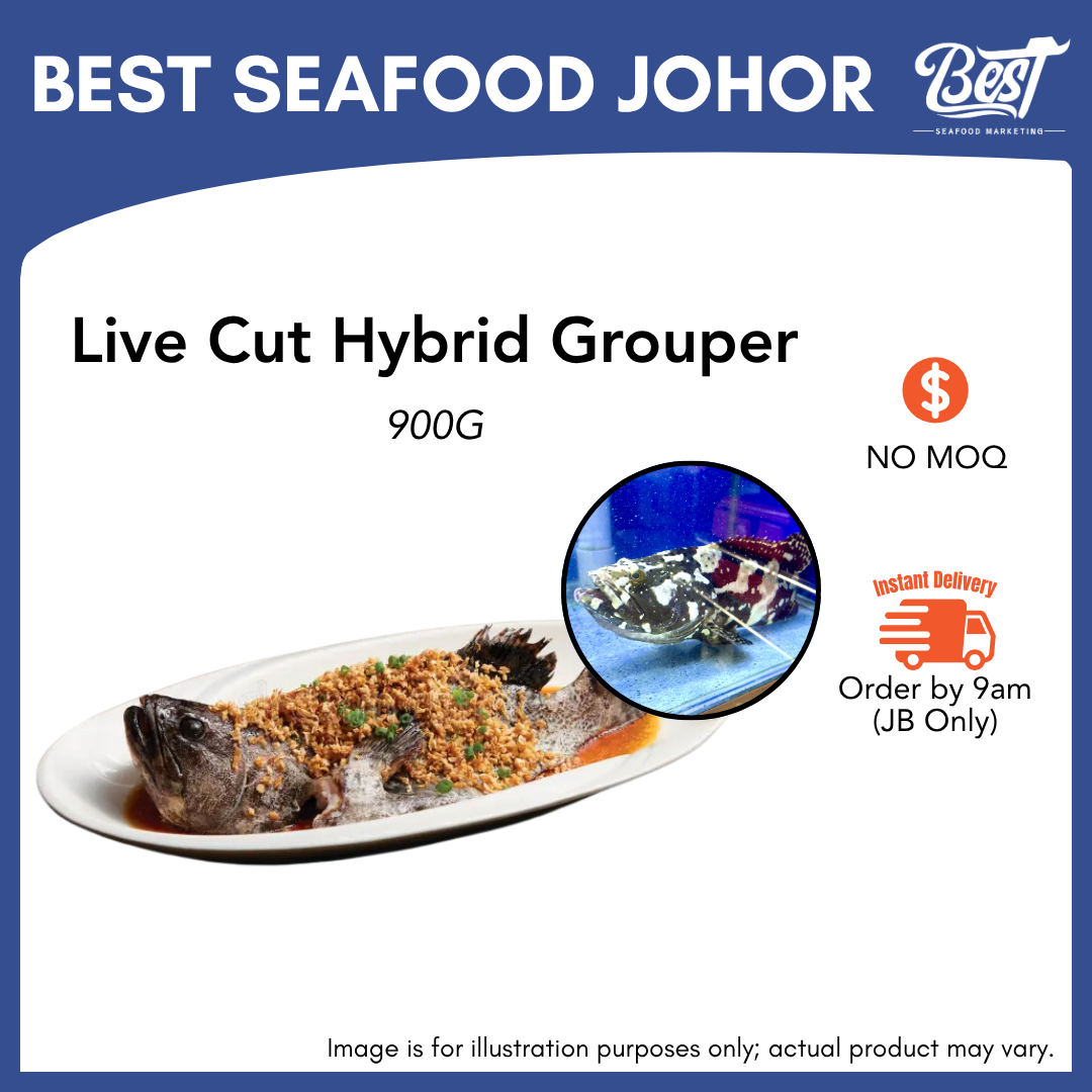 Live_Hybrid_Grouper_1775115587.png