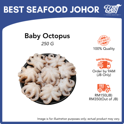Baby Octopus / 小章鱼 (Size 12p) 250g