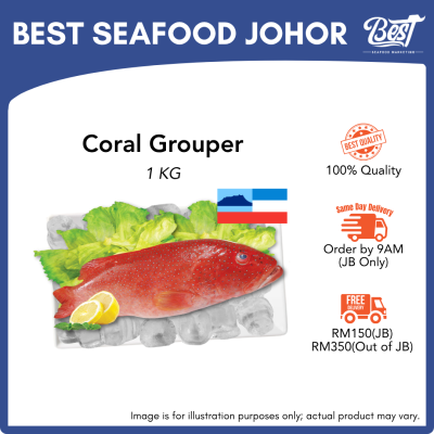Coral Grouper / 七星斑 / Kerapu Bara 1kg±