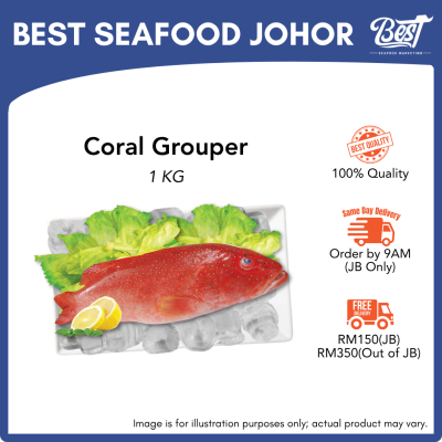 Coral Grouper / 七星斑 / Kerapu Bara 1kg±
