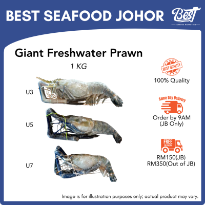 Giant Freshwater Prawn / 淡水大头虾 / Udang Galah 1kg±