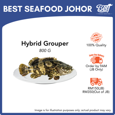 Hybrid Grouper / 冷冻龙虎斑 800g±
