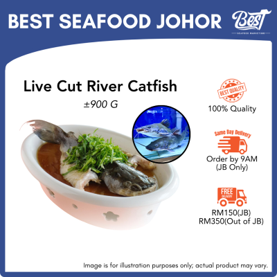 Live Cut River Catfish / 活杀白苏公 / Baung 900g+-