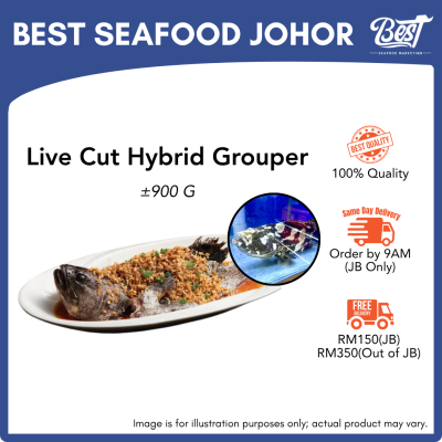 Live Hybrid Grouper / 龙虎斑 900g+-