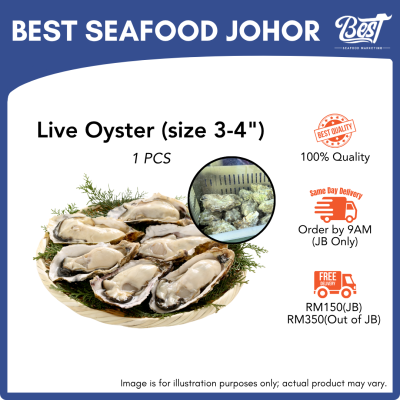 Freshly Caught Live Oyster 3-4″/pcs 现抓活生蚝(1粒) | Tiram Hidup (1 PCS)