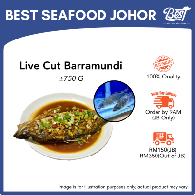 Live Cut Barramundi (Siakap) 750g± 活杀金目鲈