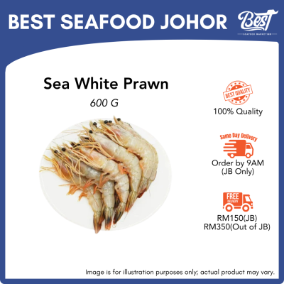 Sea White Prawn / 海明虾 (红脚虾) 600g