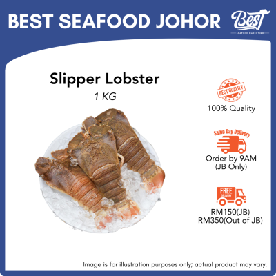 Slipper Lobster / 虾婆 1kg± (Size 100-200g)