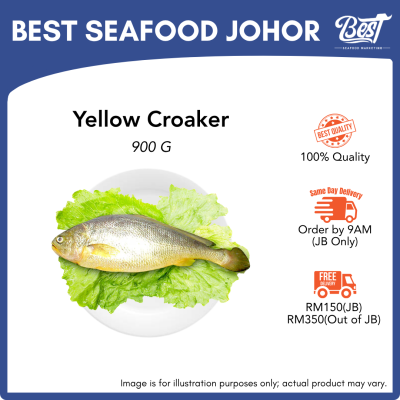 Yellow Croaker / 黄花鱼 900g