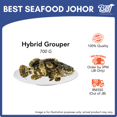 Hybrid Grouper / 冷冻龙虎斑 700g±